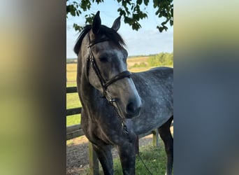 Anglo European Studbook, Gelding, 5 years, 15,2 hh, Gray