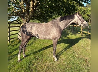 Anglo European Studbook, Gelding, 5 years, 15,2 hh, Gray