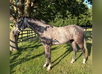 Anglo European Studbook, Gelding, 5 years, 15,2 hh, Gray
