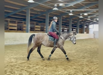 Anglo European Studbook, Gelding, 5 years, 15,2 hh, Grey-Dapple