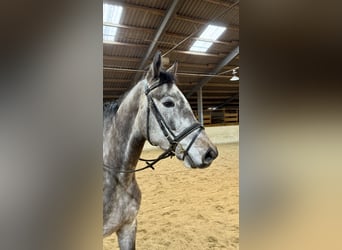 Anglo European Studbook, Gelding, 5 years, 15,2 hh, Grey-Dapple