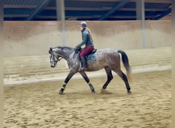 Anglo European Studbook, Gelding, 5 years, 15,2 hh, Grey-Dapple