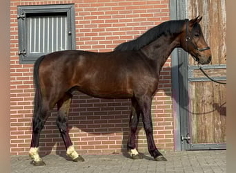 Anglo European Studbook, Gelding, 5 years, 15,3 hh, Brown
