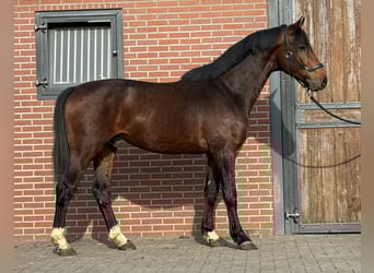 Anglo European Studbook, Gelding, 5 years, 15,3 hh, Brown