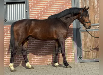 Anglo European Studbook, Gelding, 5 years, 15,3 hh, Brown