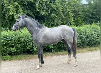 Anglo European Studbook, Gelding, 5 years, 15,3 hh, Grey