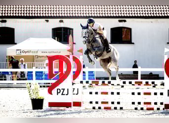 Anglo European Studbook, Gelding, 5 years, 15,3 hh, Grey