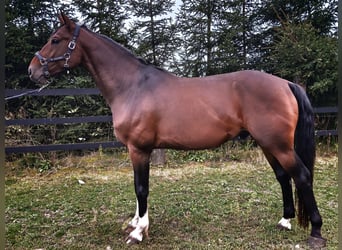 Anglo European Studbook, Gelding, 5 years, 16.1 hh, Bay