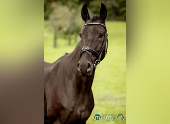 Anglo European Studbook, Gelding, 5 years, 16.1 hh, Black Anglo European Studbook, Gelding, 5 years, 16.1 hh, Black