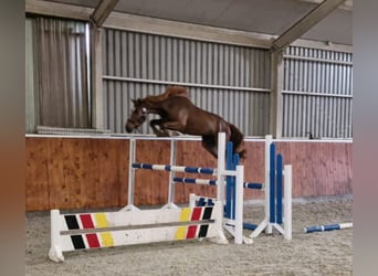 Anglo European Studbook, Gelding, 5 years, 16,1 hh, Chestnut