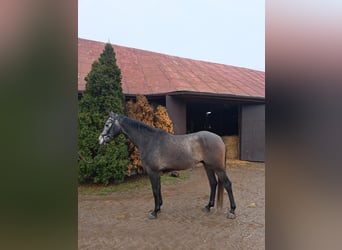 Anglo European Studbook, Gelding, 5 years, 16.1 hh, Grey