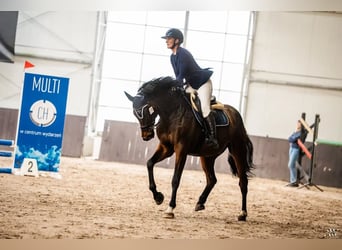 Anglo European Studbook Mix, Gelding, 5 years, 16.3 hh, Bay