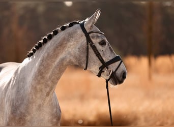 Anglo European Studbook, Gelding, 5 years, 16,3 hh, Gray-Dapple