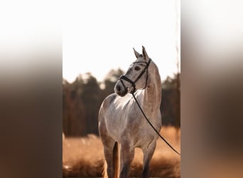 Anglo European Studbook, Gelding, 5 years, 16,3 hh, Gray-Dapple