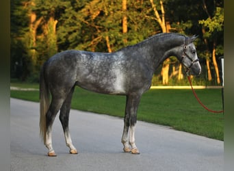 Anglo European Studbook, Gelding, 5 years, 16,3 hh, Gray