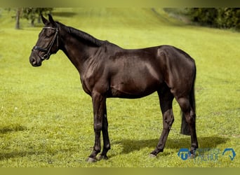 Anglo European Studbook, Gelding, 5 years, 16 hh, Black