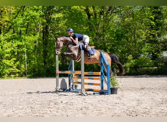 Anglo European Studbook, Gelding, 5 years, 16 hh, Brown