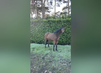 Anglo European Studbook, Gelding, 5 years, 16 hh, Brown