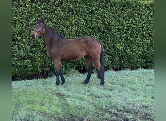 Anglo European Studbook, Gelding, 5 years, 16 hh, Brown