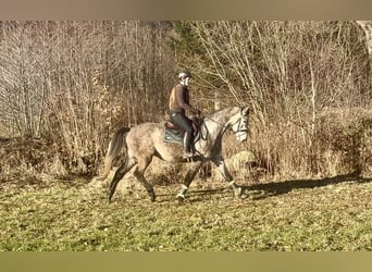 Anglo European Studbook, Gelding, 5 years, 16 hh, Grey