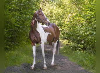 Anglo European Studbook, Gelding, 5 years, 16 hh, Pinto