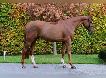 Anglo European Studbook, Gelding, 5 years, 16,1 hh, Chestnut-Red