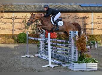Anglo European Studbook, Gelding, 5 years, 16,1 hh, Chestnut-Red