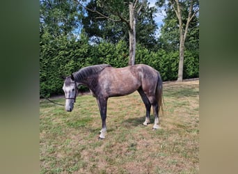 Anglo European Studbook, Gelding, 5 years, 16,1 hh, Grey