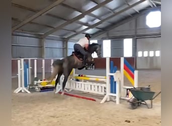 Anglo European Studbook, Gelding, 5 years, 16,1 hh, Grey