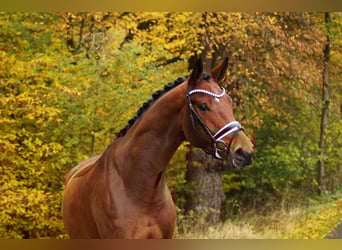 Anglo European Studbook, Gelding, 5 years, 17 hh, Brown