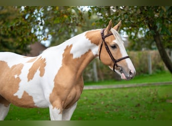 Anglo European Studbook, Gelding, 6 years, 14,1 hh, Pinto