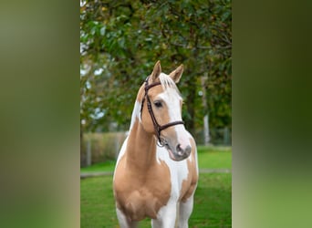 Anglo European Studbook, Gelding, 6 years, 14,1 hh, Pinto