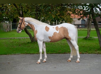 Anglo European Studbook, Gelding, 6 years, 14,1 hh, Pinto