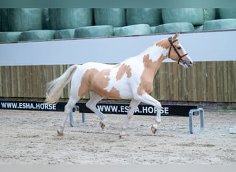 Anglo European Studbook, Gelding, 6 years, 14,1 hh, Pinto