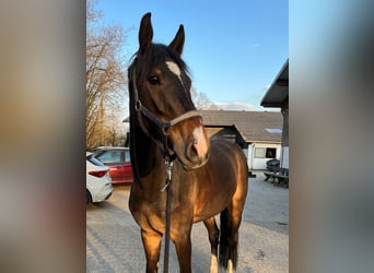 Anglo European Studbook, Gelding, 6 years, 15,3 hh, Brown