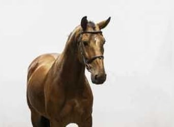 Anglo European Studbook, Gelding, 6 years, 15,3 hh, Brown