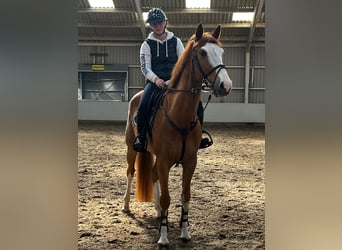 Anglo European Studbook, Gelding, 6 years, 16.1 hh, Chestnut-Red