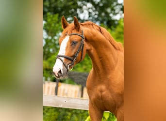 Anglo European Studbook, Gelding, 6 years, 16.1 hh, Chestnut-Red