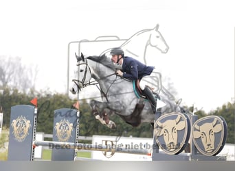 Anglo European Studbook, Gelding, 6 years, 16.1 hh, White