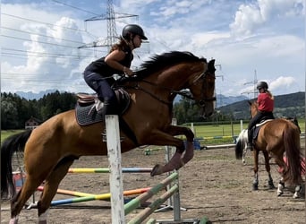 Anglo European Studbook, Gelding, 6 years, 16.2 hh, Brown