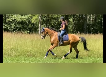 Anglo European Studbook, Gelding, 6 years, 16.2 hh, Brown