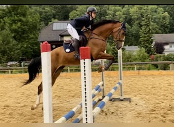 Anglo European Studbook, Gelding, 6 years, 16.2 hh, Brown