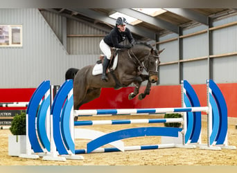 Anglo European Studbook, Gelding, 6 years, 16 hh, Bay-Dark