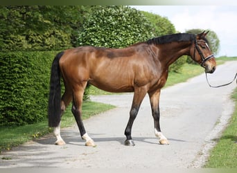 Anglo European Studbook, Gelding, 6 years, 16 hh, Brown