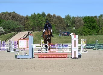 Anglo European Studbook, Gelding, 6 years, 16,2 hh
