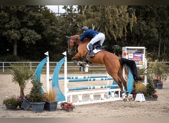 Anglo European Studbook, Gelding, 6 years, 17.1 hh, Brown