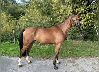 Anglo European Studbook, Gelding, 6 years, 17.1 hh, Brown