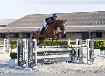 Anglo European Studbook, Gelding, 6 years, 17.1 hh