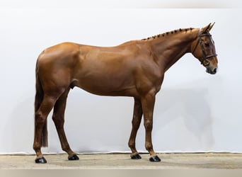 Anglo European Studbook, Gelding, 6 years, 17.1 hh