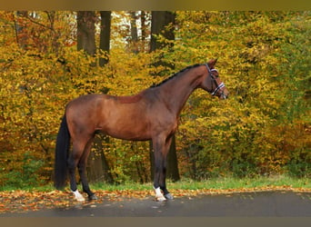 Anglo European Studbook, Gelding, 6 years, 17 hh, Brown